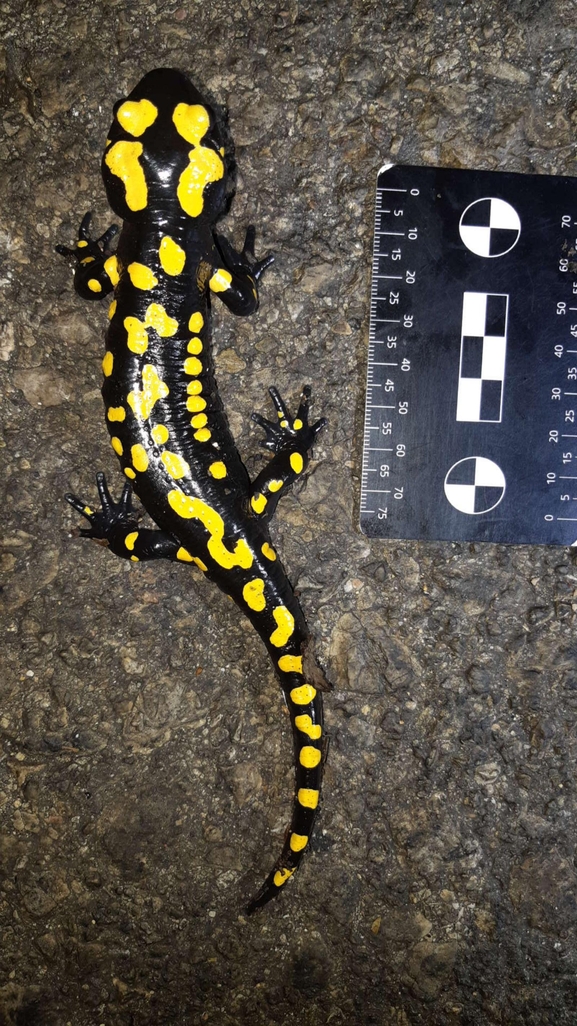 Salamandra infraimmaculata  photographed by רמדאן עיסא 