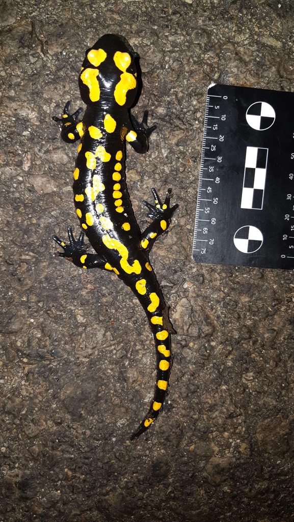 Salamandra infraimmaculata  photographed by רמדאן עיסא 