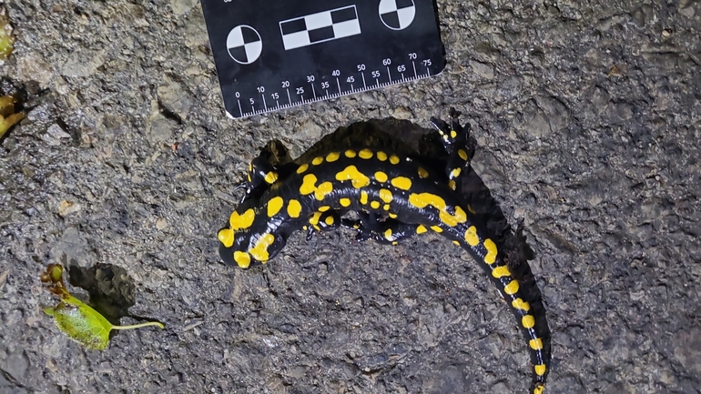 Salamandra infraimmaculata  photographed by רמדאן עיסא 