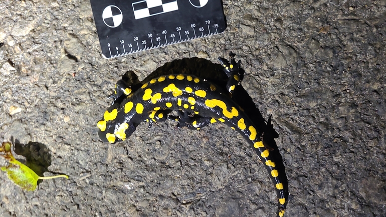 Salamandra infraimmaculata  photographed by רמדאן עיסא 