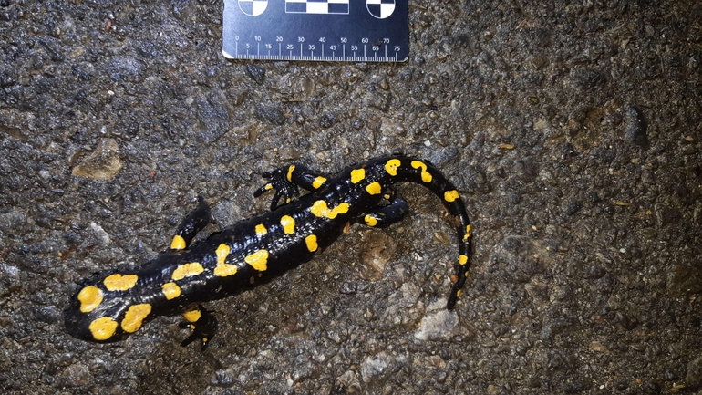 Salamandra infraimmaculata  photographed by רמדאן עיסא 