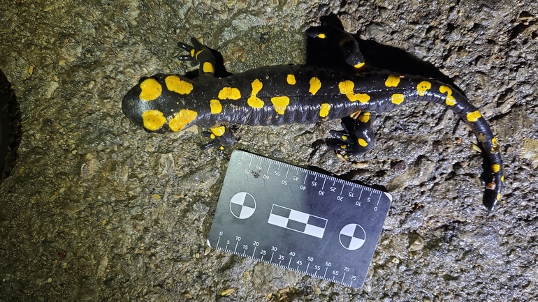 Salamandra infraimmaculata  photographed by רמדאן עיסא 