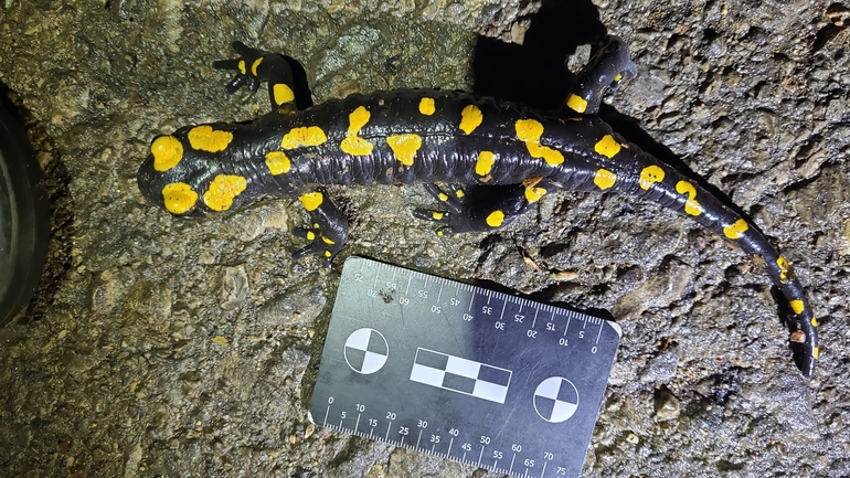 Salamandra infraimmaculata  photographed by רמדאן עיסא 