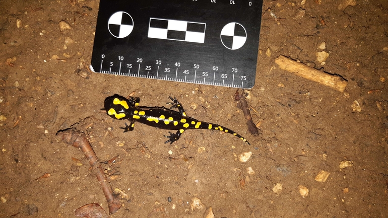 Salamandra infraimmaculata  photographed by רמדאן עיסא 