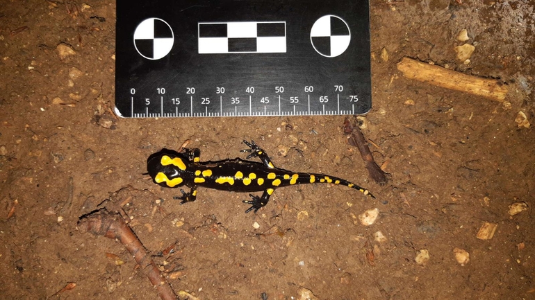 Salamandra infraimmaculata  photographed by רמדאן עיסא 