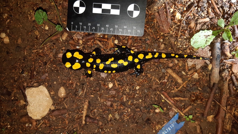 Salamandra infraimmaculata  photographed by רמדאן עיסא 