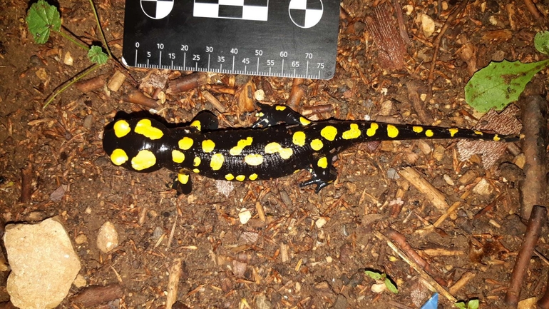 Salamandra infraimmaculata  photographed by רמדאן עיסא 