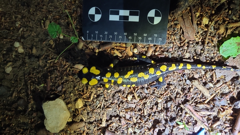 Salamandra infraimmaculata  photographed by רמדאן עיסא 