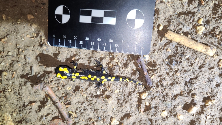 Salamandra infraimmaculata  photographed by רמדאן עיסא 