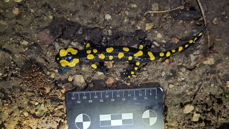 Salamandra infraimmaculata  photographed by רמדאן עיסא 