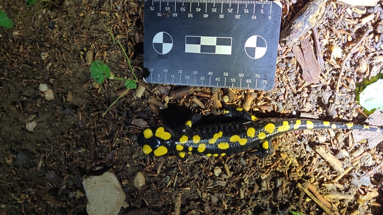 Salamandra infraimmaculata  photographed by רמדאן עיסא 