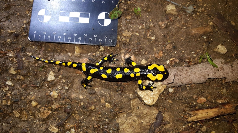 Salamandra infraimmaculata  photographed by רמדאן עיסא 