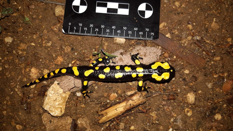 Salamandra infraimmaculata  photographed by רמדאן עיסא 