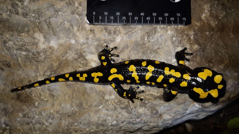 Salamandra infraimmaculata  photographed by רמדאן עיסא 