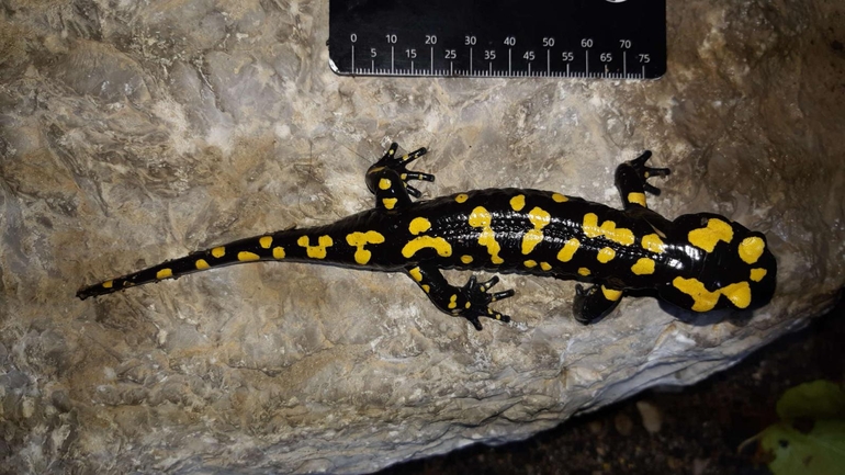 Salamandra infraimmaculata  photographed by רמדאן עיסא 