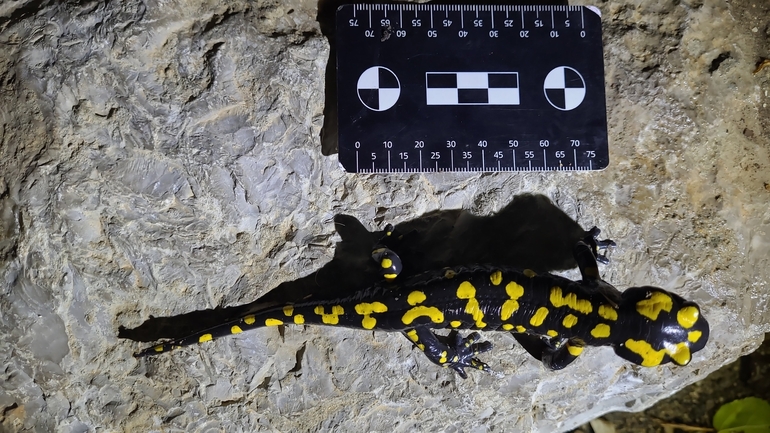 Salamandra infraimmaculata  photographed by רמדאן עיסא 