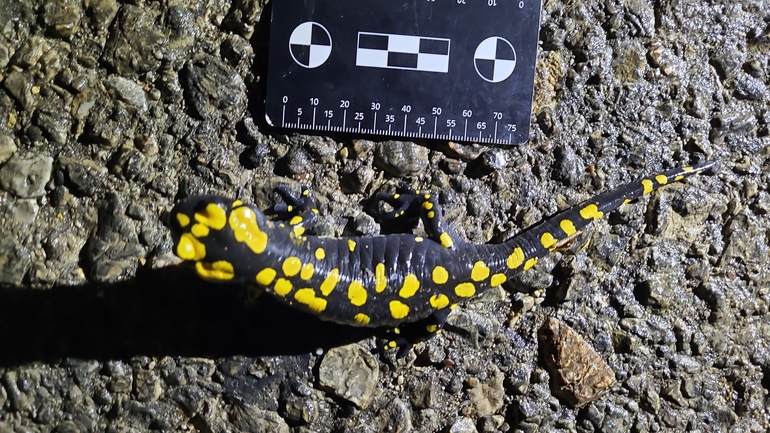 Salamandra infraimmaculata  photographed by רמדאן עיסא 