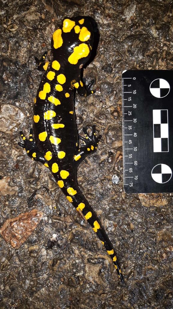 Salamandra infraimmaculata  photographed by רמדאן עיסא 