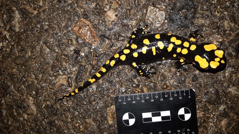 Salamandra infraimmaculata  photographed by רמדאן עיסא 