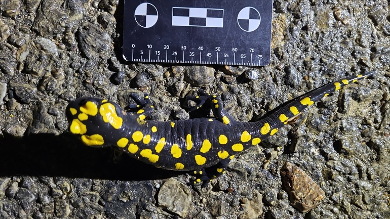 Salamandra infraimmaculata  photographed by רמדאן עיסא 