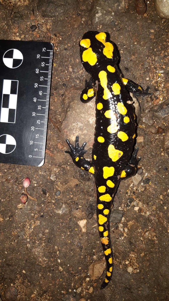 Salamandra infraimmaculata  photographed by רמדאן עיסא 