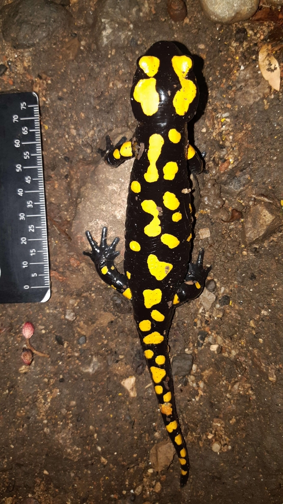 Salamandra infraimmaculata  photographed by רמדאן עיסא 