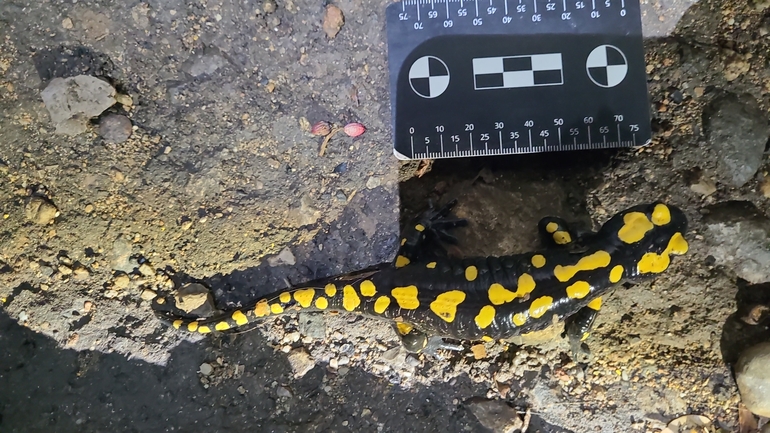 Salamandra infraimmaculata  photographed by רמדאן עיסא 