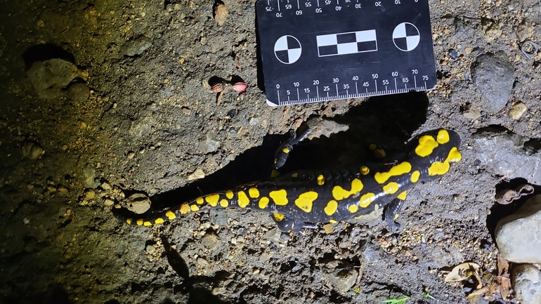 Salamandra infraimmaculata  photographed by רמדאן עיסא 