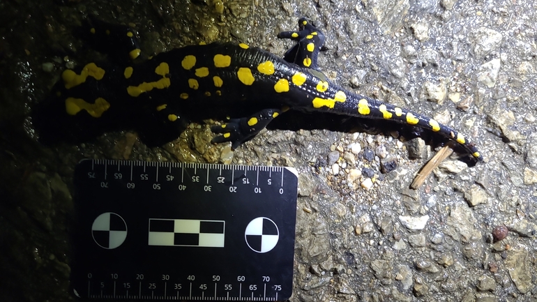 Salamandra infraimmaculata  photographed by רמדאן עיסא 