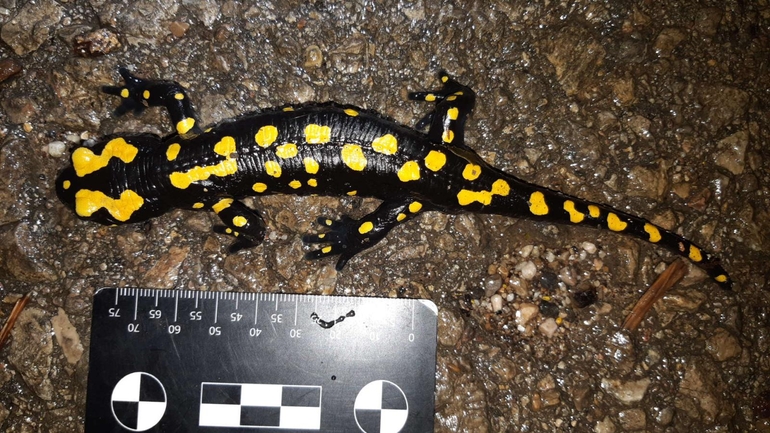 Salamandra infraimmaculata  photographed by רמדאן עיסא 