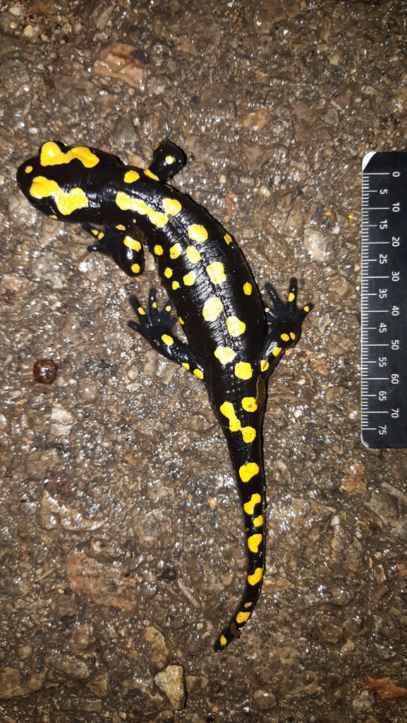 Salamandra infraimmaculata  photographed by רמדאן עיסא 