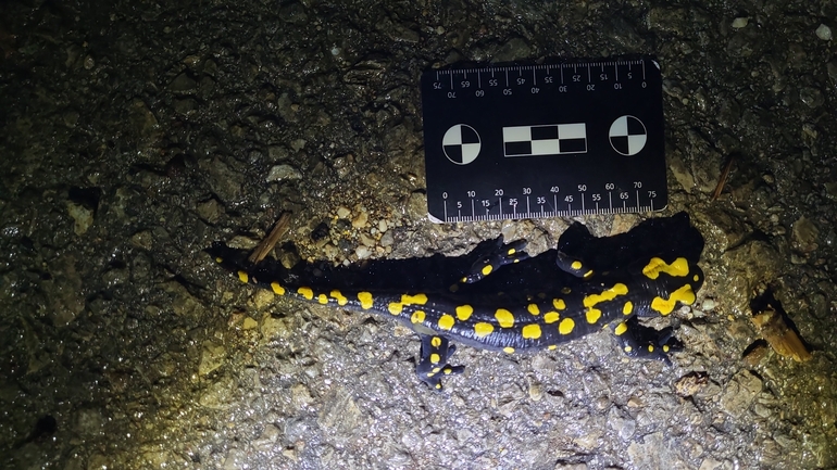 Salamandra infraimmaculata  photographed by רמדאן עיסא 