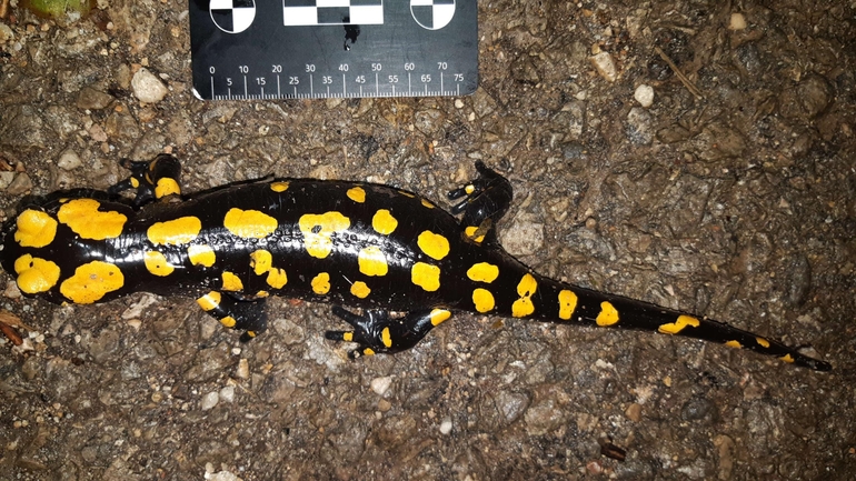 Salamandra infraimmaculata  photographed by רמדאן עיסא 