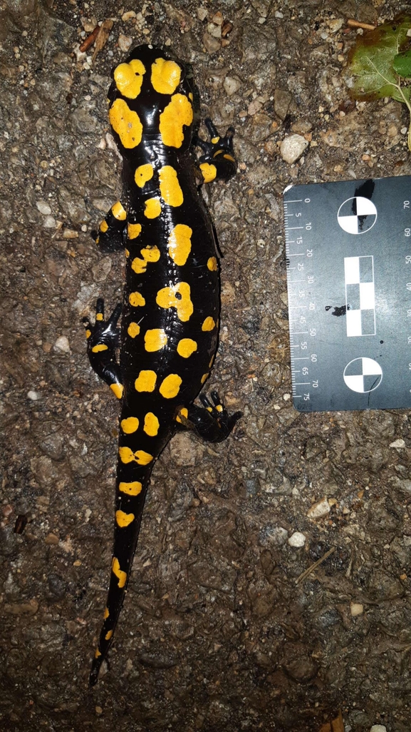 Salamandra infraimmaculata  photographed by רמדאן עיסא 