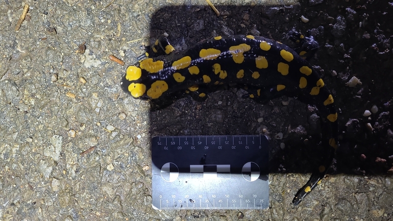 Salamandra infraimmaculata  photographed by רמדאן עיסא 