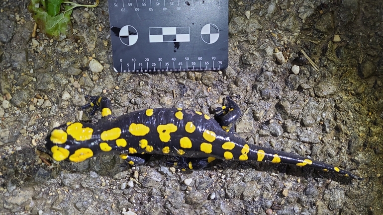 Salamandra infraimmaculata  photographed by רמדאן עיסא 