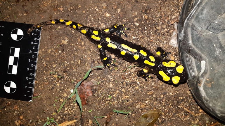 Salamandra infraimmaculata  photographed by רמדאן עיסא 