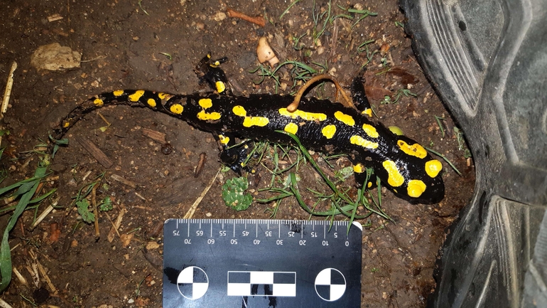 Salamandra infraimmaculata  photographed by רמדאן עיסא 