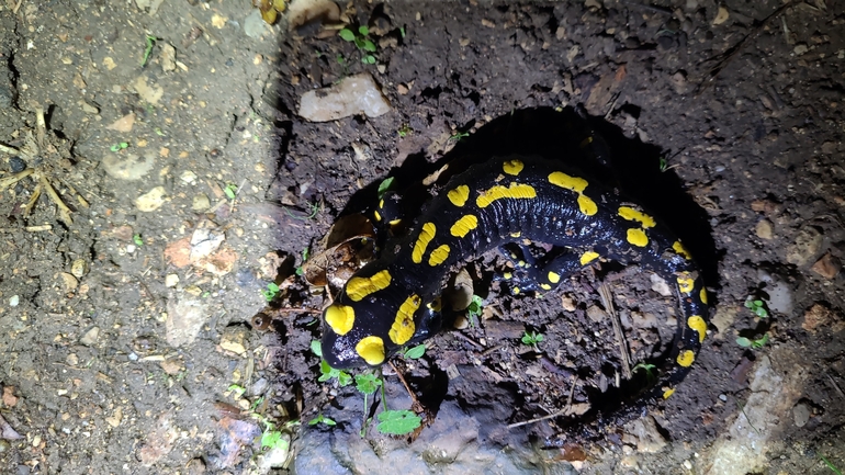 Salamandra infraimmaculata  photographed by רמדאן עיסא 