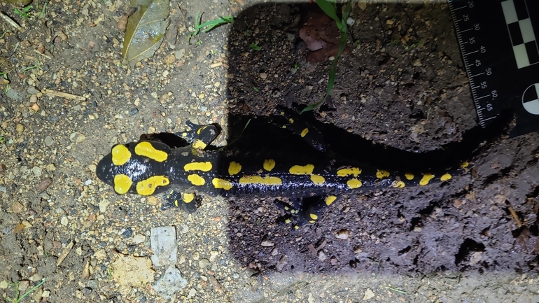 Salamandra infraimmaculata  photographed by רמדאן עיסא 