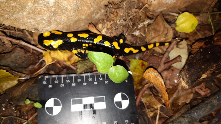 Salamandra infraimmaculata  photographed by רמדאן עיסא 