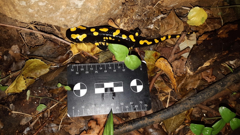 Salamandra infraimmaculata  photographed by רמדאן עיסא 