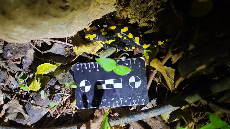 Salamandra infraimmaculata  photographed by רמדאן עיסא 