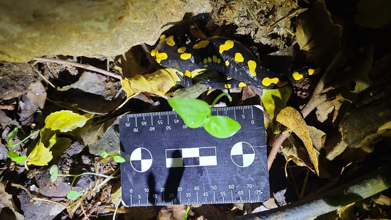 Salamandra infraimmaculata  photographed by רמדאן עיסא 