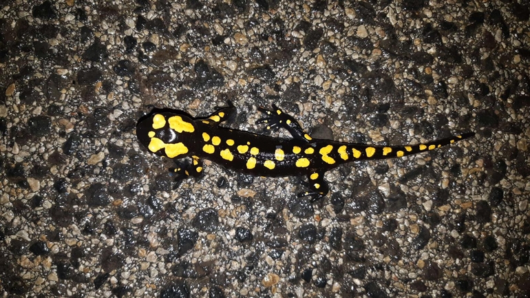 Salamandra infraimmaculata  photographed by רמדאן עיסא 