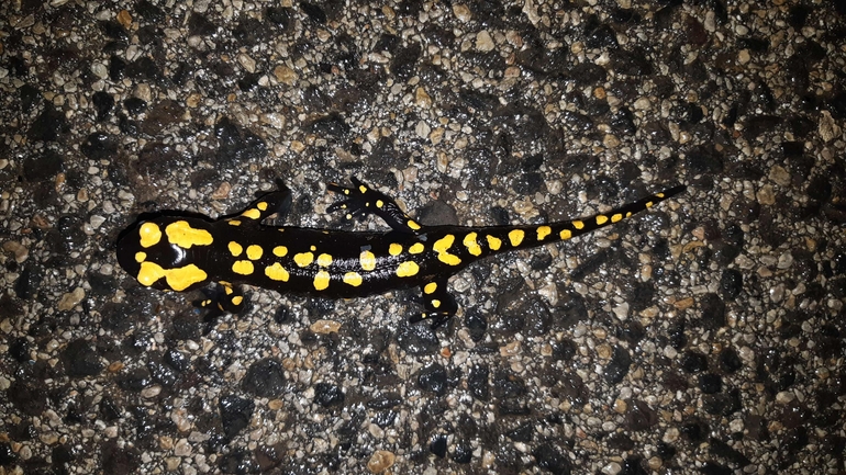 Salamandra infraimmaculata  photographed by רמדאן עיסא 