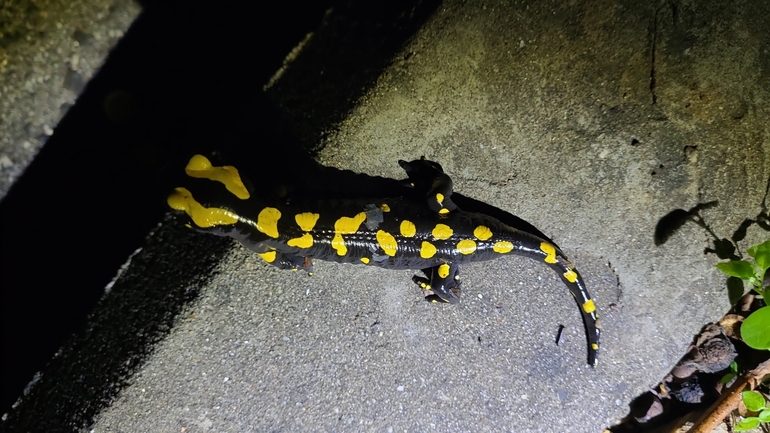 Salamandra infraimmaculata  photographed by רמדאן עיסא 