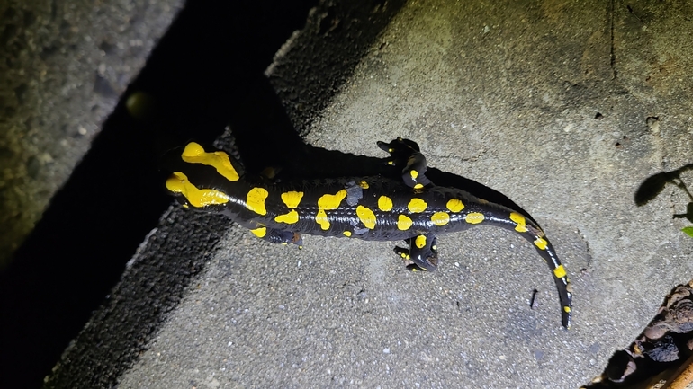 Salamandra infraimmaculata  photographed by רמדאן עיסא 