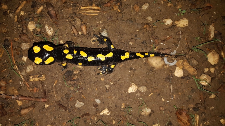 Salamandra infraimmaculata  photographed by רמדאן עיסא 