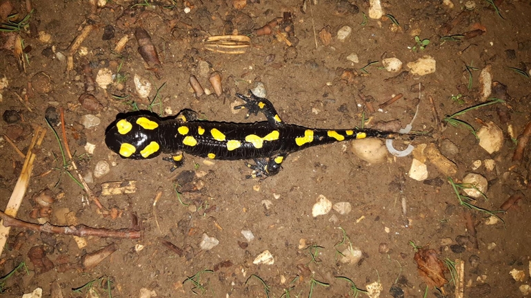 Salamandra infraimmaculata  photographed by רמדאן עיסא 